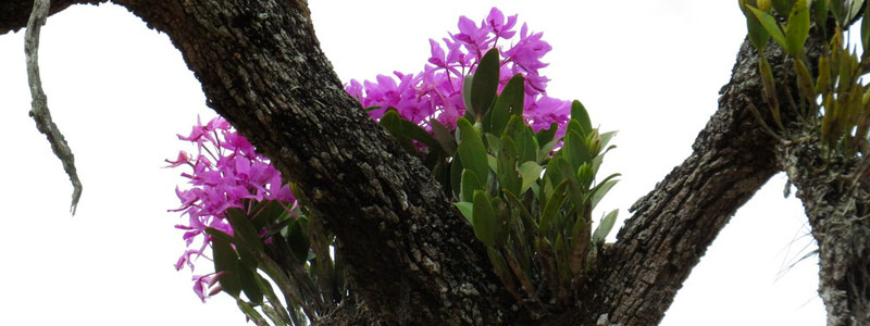 1-HEAD_orquidea0617.jpg