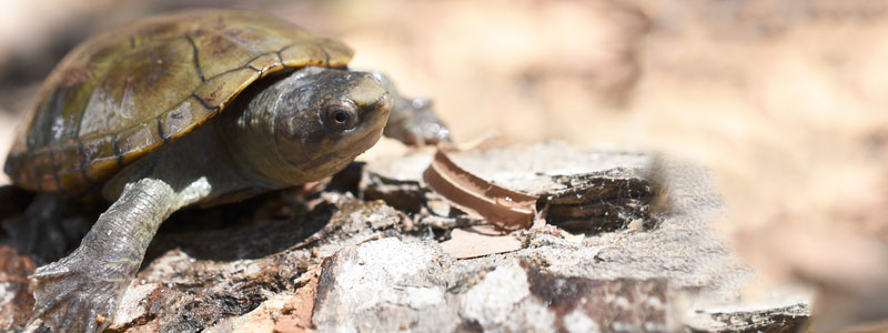 1-HEAD_tortuguita0618.jpg