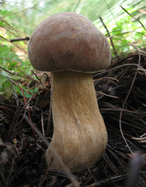 300-Boletus-grupo.-edulis----Fotografia-del-Dr.-Sigfrido-Sierra.jpg