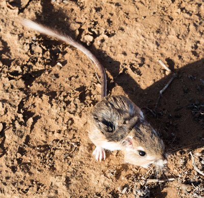 400La-rata-canguro-de-San-Quintín.-Imagen-cortesía-de-Terra-Peninsular-3.jpg