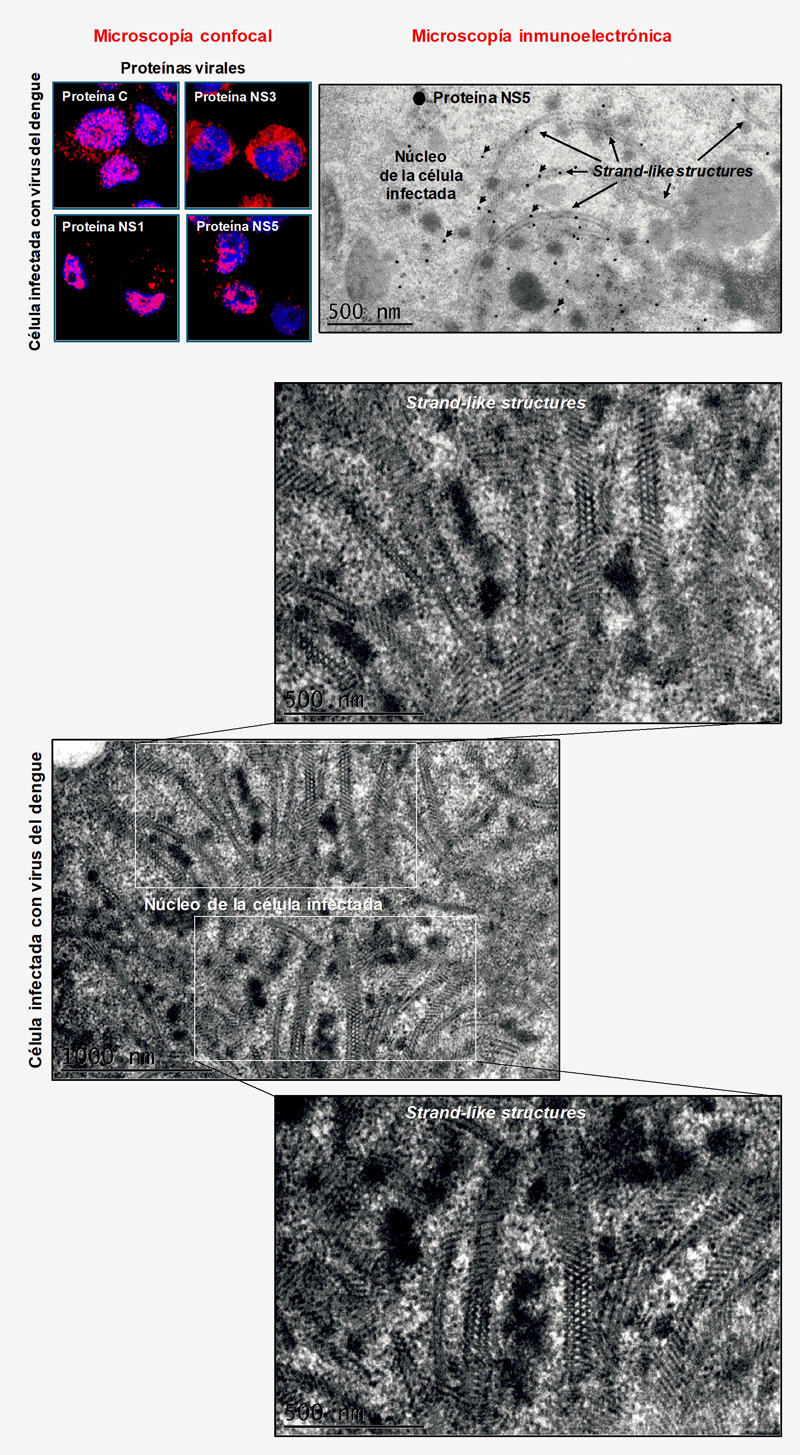 800_Describen-científicos-mexicanos-como-afecta-virus-del-dengue-al-núcleo-celular-OK.jpg
