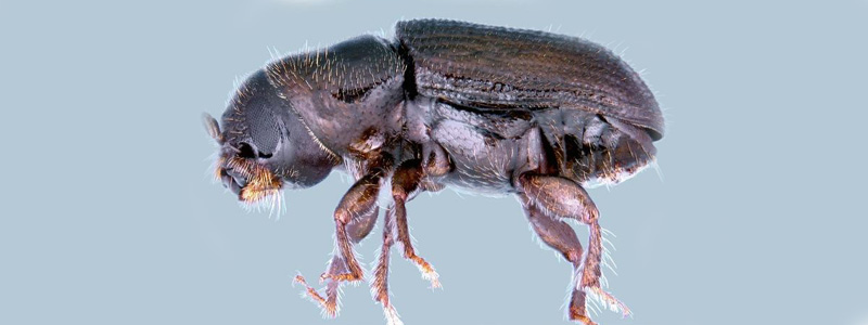 800x300Southern_Pine_Beetle_1811.jpg