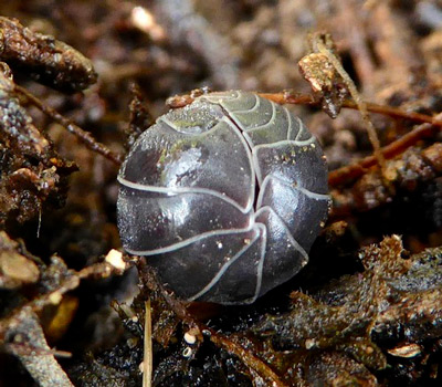 Cochinilla enroscada. Fotografia propiedad de dlbowls tomada de Naturalista. 