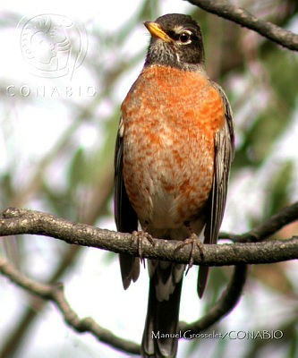 MGaves 2878 Turdus migratorius.t4dff67ee.m400.w.0ConabioCornerCopy.jpg.x11ada4a2