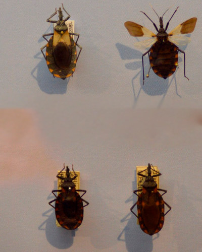 Orden hemiptera. Heteropteros chinchesr1