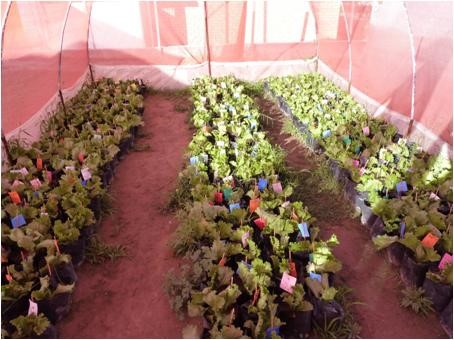 Plantas de lechuga cultivadas bajo maya sombra roja