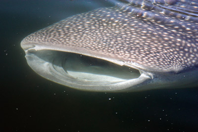 Tiburon ballena Rhincodon typus en Bahia de los Angeles. Fotografia por Roberto Ramon Enriquez Andrade 6