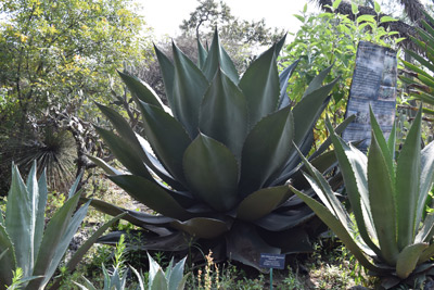 Agave-2.jpg