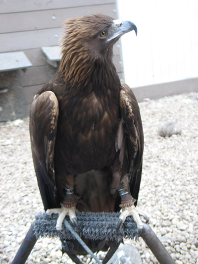 Aguila-real-5.jpg