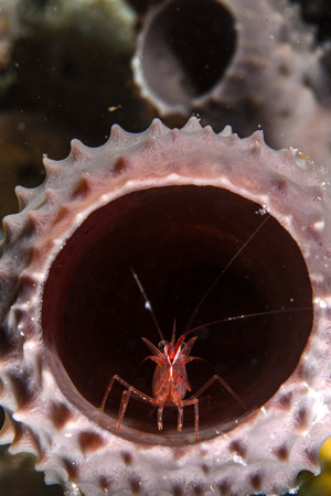 Camarones-usan-como-hábitat-esponjas-marinas.-Fotografía-de-Benjamín-Magaña,-cortesía-de-Biodiversidad-Marina-de-Yucatán-(BDMY).jpg