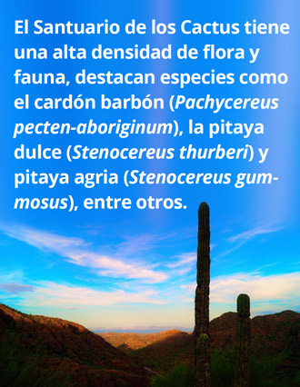 Cardones-177.jpg