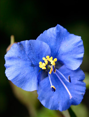 Commelina coelestis