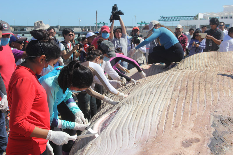 Examinación-externa-de-la-ballena-de-aleta-en-el-Puerto-de-Progreso.jpg