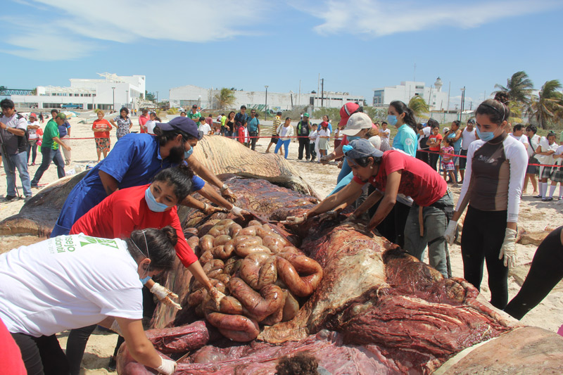 Examinación-interna-de-la-ballena-de-aleta-en-el-Puerto-de-Progreso.jpg