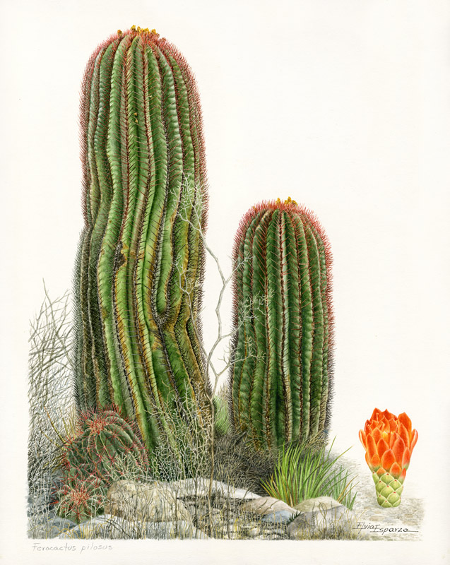 Ferocactus pilosus Elvia esparza