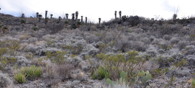 Guayule_8000x3.jpg