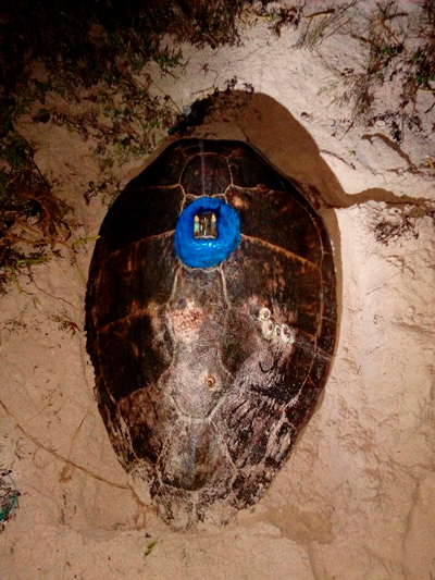 Instalacion-de-marca-de-telemetria-satelital.-Foto-Flora-Fauna-y-Cultura-de-Mexico.jpg