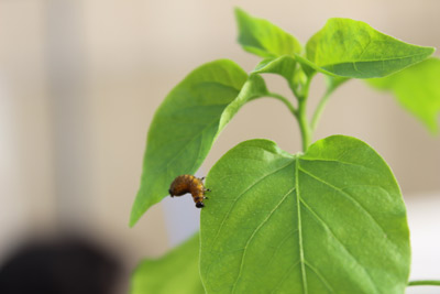 Larva-en-planta-de-chile-silvestre-1.-Imagen-Cortesía.jpg