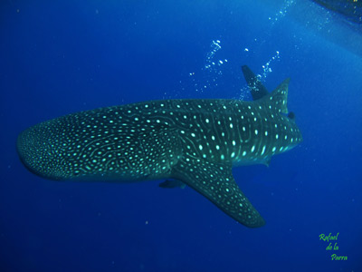 Tiburon-Ballena-(Rhincodon-typus).jpg