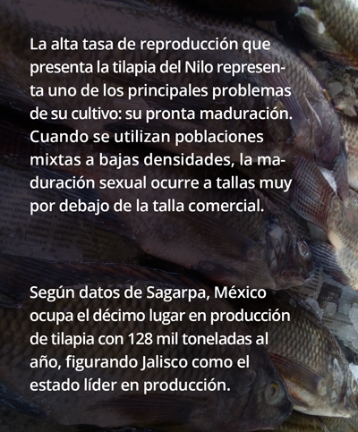 Tilapia 1TAsa 171