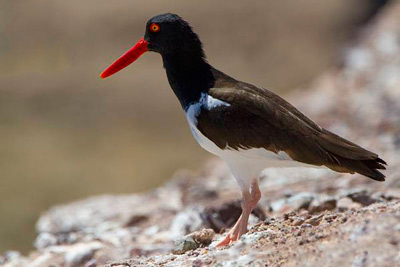 4 Haematopus palliatus