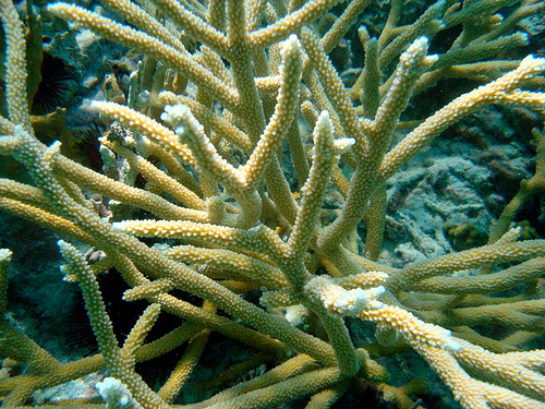 Acropora cervicornis2