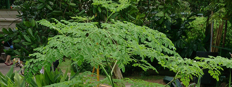 800x300 moringa 1608