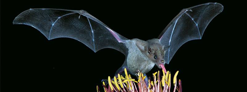 bat-head-32117.jpg