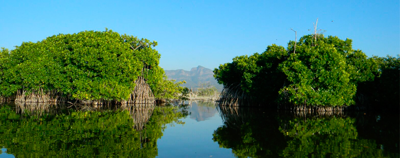 HEAD manglar2016