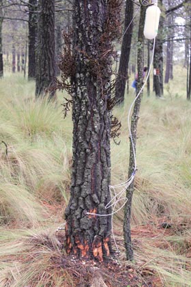 arbol afectado muerdago