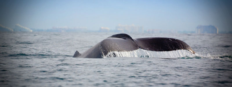 ballena pto vallarta