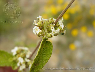 lippia graveolens conabio01