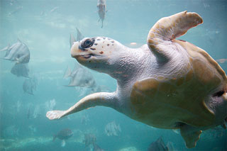 tortuga boba caretta caretta