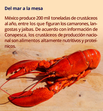 1 crustaceos1003