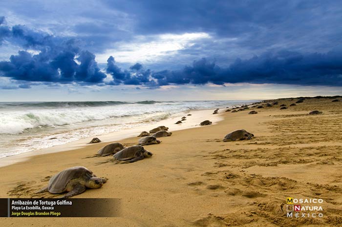 1er lugar Arribazon de tortuga golfina conabio700px