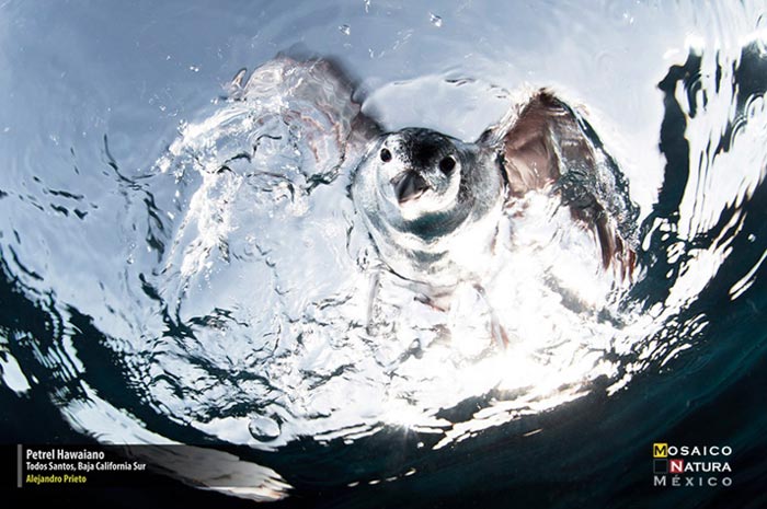 3er lugar Petrel Hawaiano conabio 700px