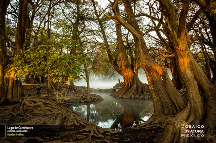 3er lugar lago de Camecuaro conabio700px