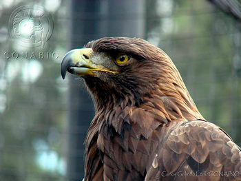 Aquila chrysaetos Conabio