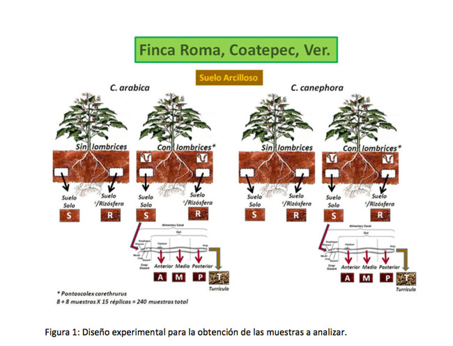 Diseno experimental de las fincas 1