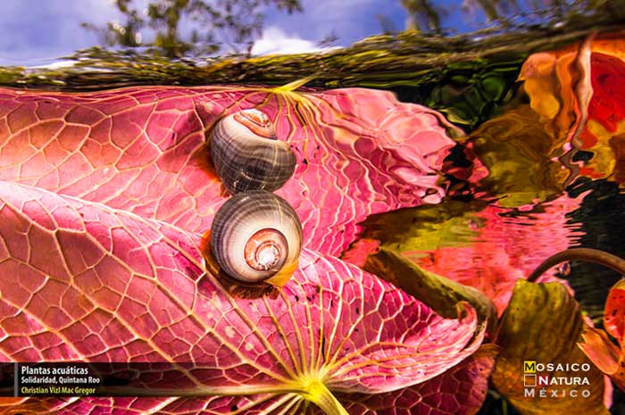 Mencion Plantas acuaticas conabio700px