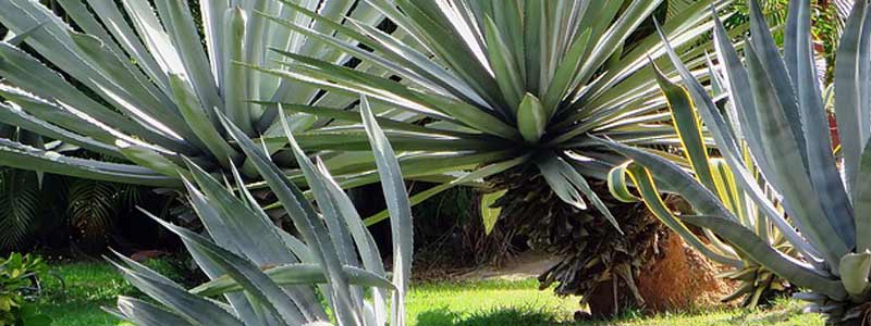 agave head 829