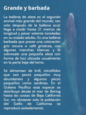 ballena recuadro2 180416