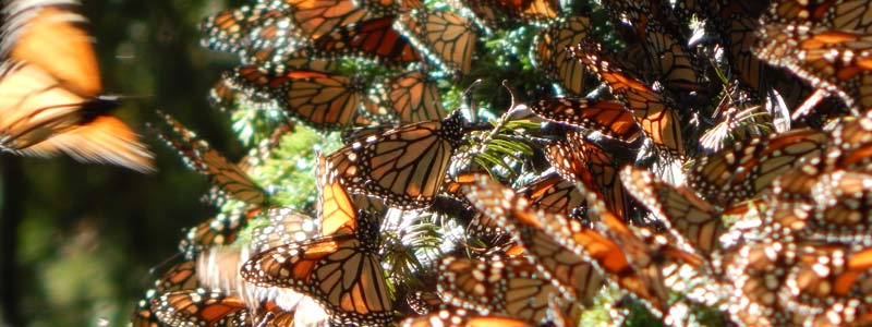 banner mariposa monarca conanp
