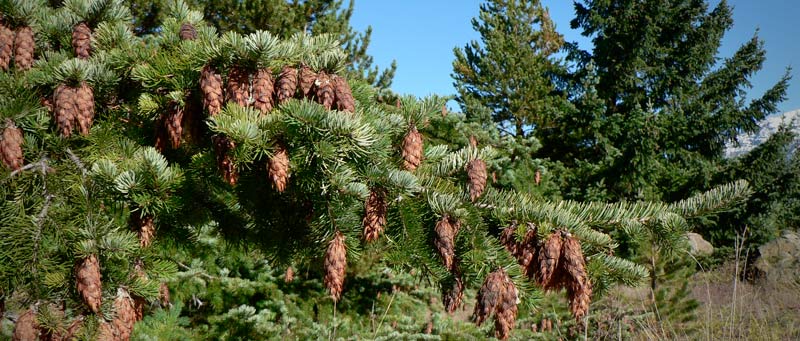 banner pseudotsuga menziesii