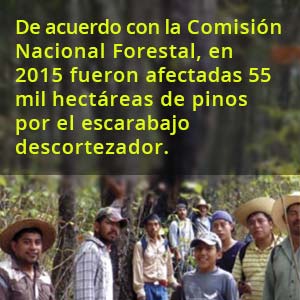 bosques re3cuadro 610