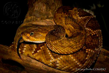 crotalus molossus conabio