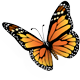 icon mariposa monarca