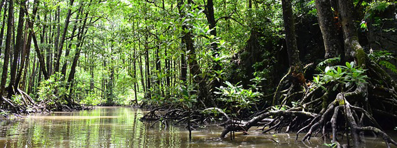 manglar head 1110