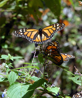 mariposa monarca conanp01
