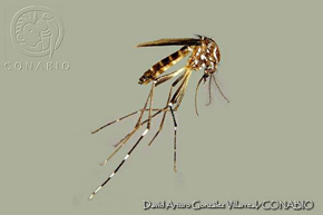 Aedes aegypti